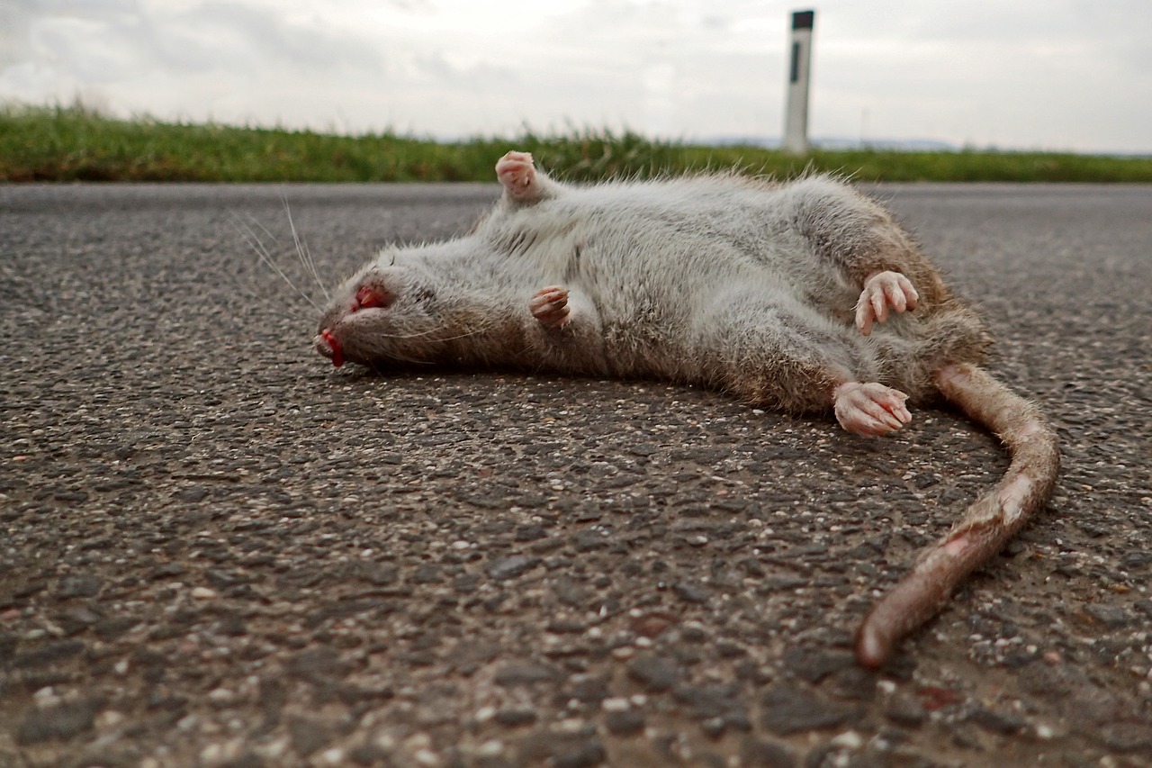 dead rat