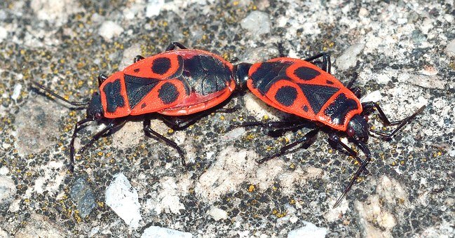 bugs